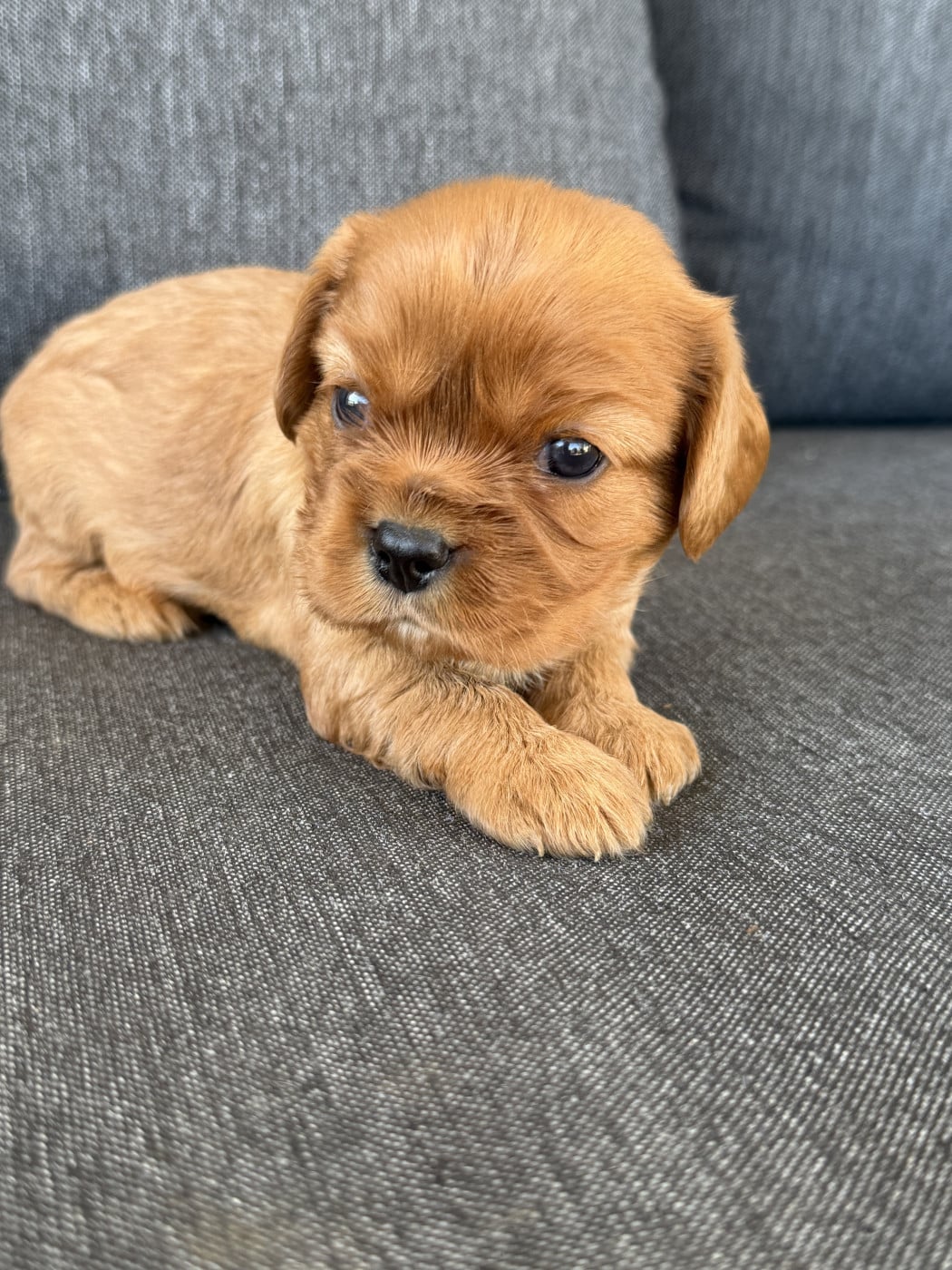 Chiot Cavalier King Charles Spaniel