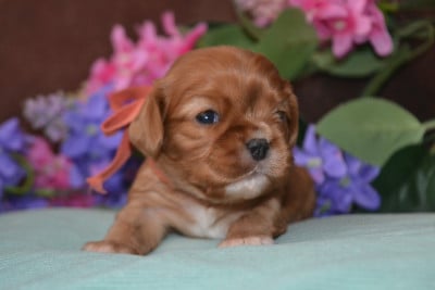 Les chiots de Cavalier King Charles Spaniel