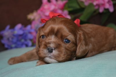 Les chiots de Cavalier King Charles Spaniel