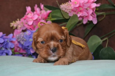 Les chiots de Cavalier King Charles Spaniel