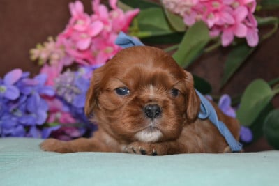 Les chiots de Cavalier King Charles Spaniel