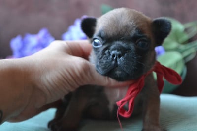 Les chiots de Bouledogue français