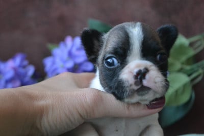 Les chiots de Bouledogue français