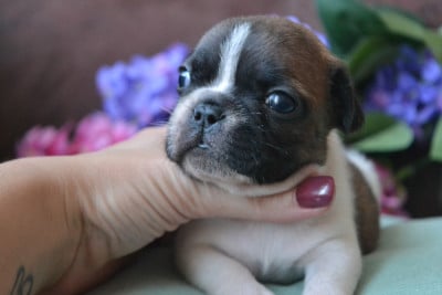 Les chiots de Bouledogue français