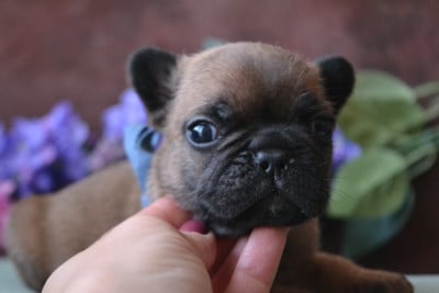 Les chiots de Bouledogue français