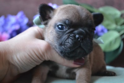 Les chiots de Bouledogue français