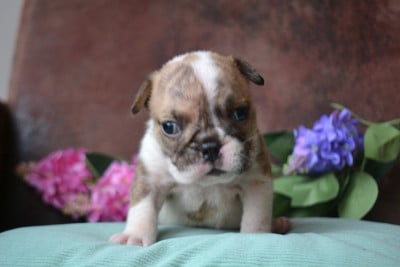 Les chiots de Bulldog Anglais