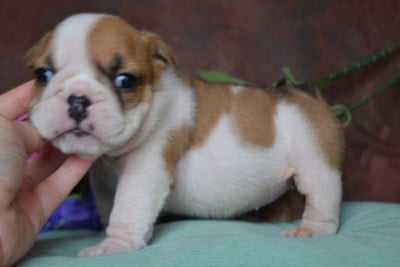 Les chiots de Bulldog Anglais