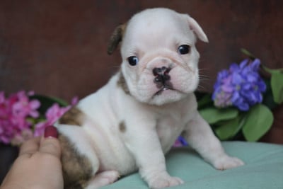 Les chiots de Bulldog Anglais