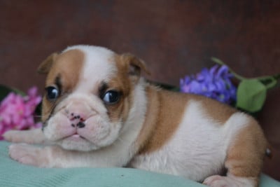 Les chiots de Bulldog Anglais