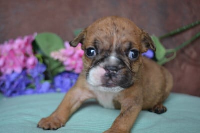 Les chiots de Bulldog Anglais