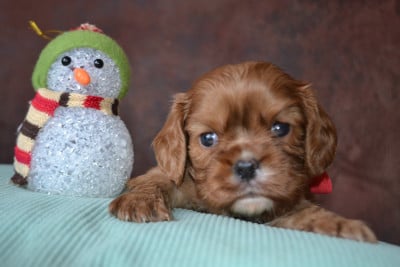 Les chiots de Cavalier King Charles Spaniel