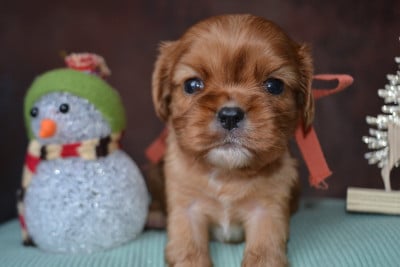 Les chiots de Cavalier King Charles Spaniel