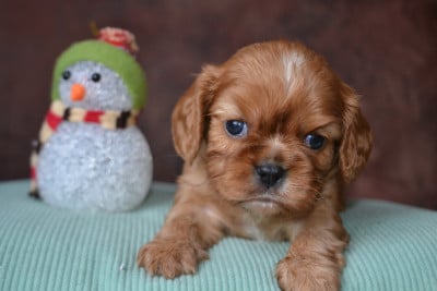 Les chiots de Cavalier King Charles Spaniel