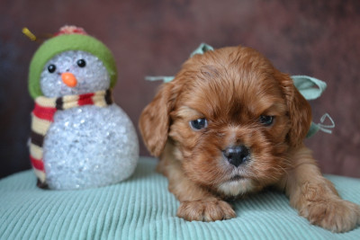 Les chiots de Cavalier King Charles Spaniel