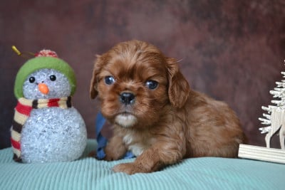 Les chiots de Cavalier King Charles Spaniel