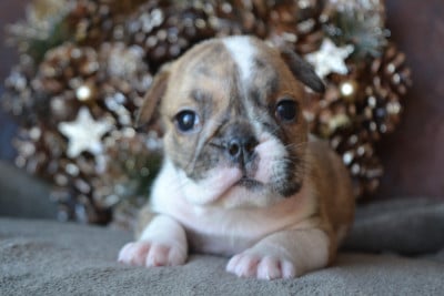 Les chiots de Bulldog Anglais