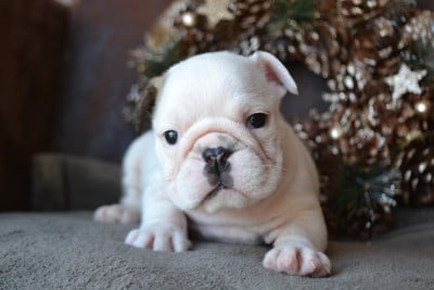 Les chiots de Bulldog Anglais