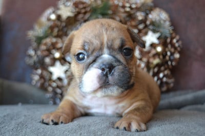Les chiots de Bulldog Anglais