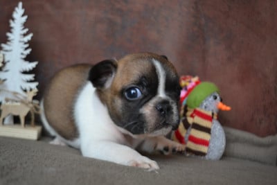 Les chiots de Bouledogue français