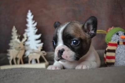 Les chiots de Bouledogue français