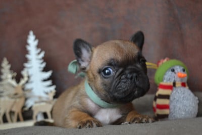 Les chiots de Bouledogue français