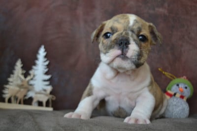 Les chiots de Bulldog Anglais