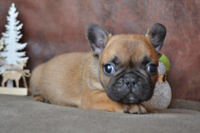 Les chiots de Bouledogue français