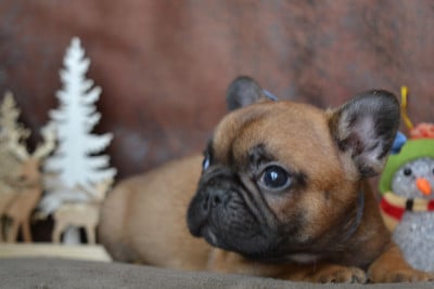 Les chiots de Bouledogue français