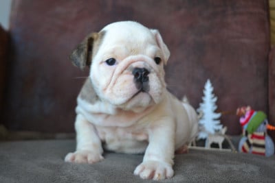 Les chiots de Bulldog Anglais