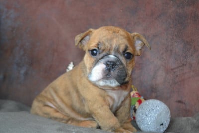 Les chiots de Bulldog Anglais
