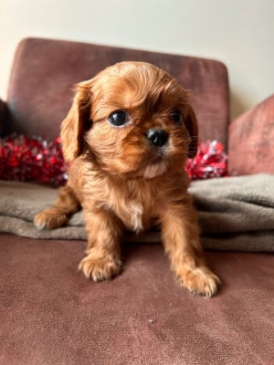 Les chiots de Cavalier King Charles Spaniel