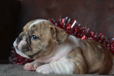 Les chiots de Bulldog Anglais