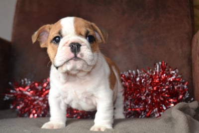 Les chiots de Bulldog Anglais