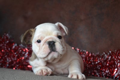 Les chiots de Bulldog Anglais