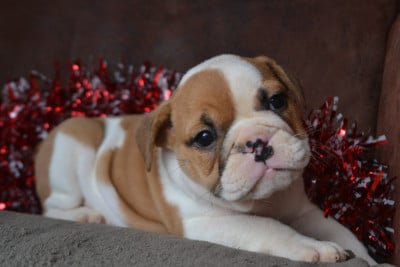 Les chiots de Bulldog Anglais
