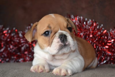 Les chiots de Bulldog Anglais