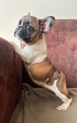 Les chiots de Bouledogue français