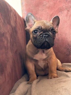 Les chiots de Bouledogue français