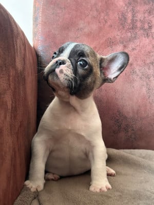 Les chiots de Bouledogue français