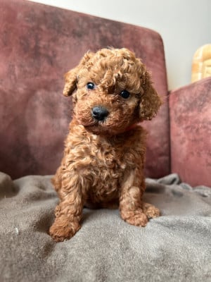 Les chiots de Caniche