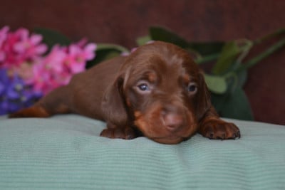 Les chiots de Teckel poil ras