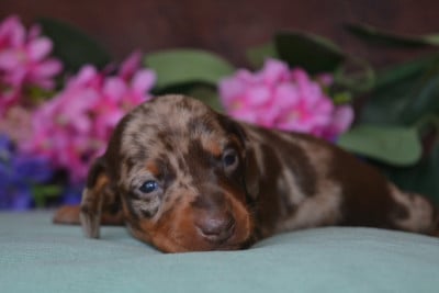 Les chiots de Teckel poil ras