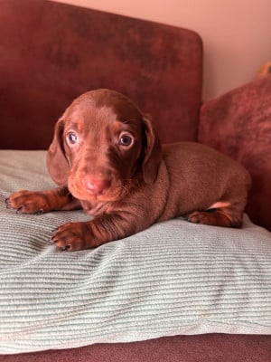 Les chiots de Teckel poil ras