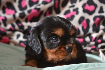 Les chiots de Cavalier King Charles Spaniel