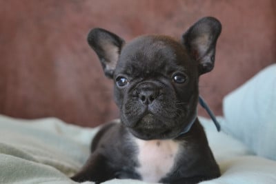 Les chiots de Bouledogue français