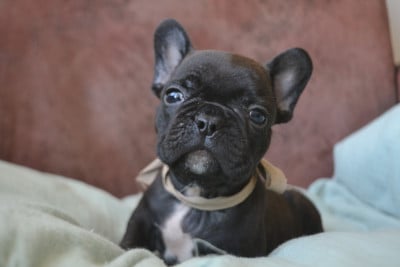 Les chiots de Bouledogue français