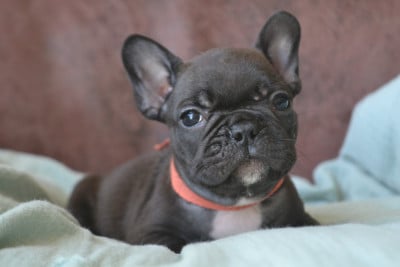 Les chiots de Bouledogue français