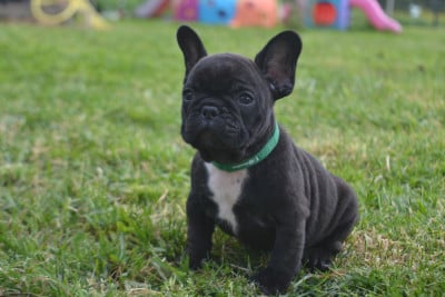 Les chiots de Bouledogue français