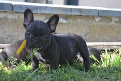 Les chiots de Bouledogue français